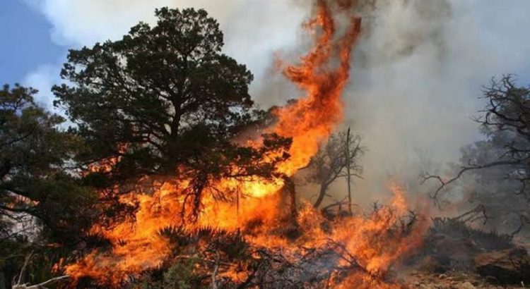 Incrementan incendios forestales en Tlaxcala