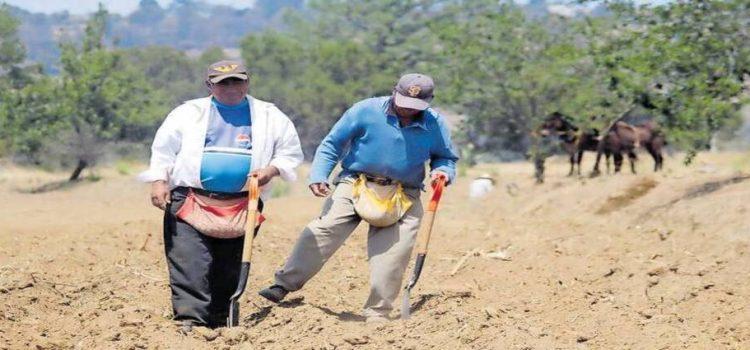 Sequía afectó a 270 hectáreas de maíz en Tlaxcala