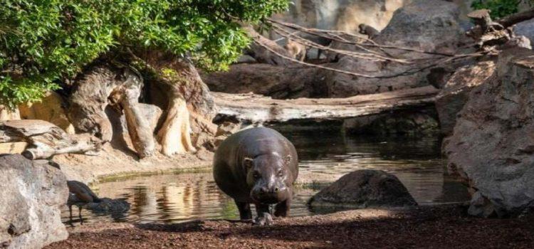 Ya hay fecha para reapertura del Zoológico de Tlaxcala a un año de su cierre