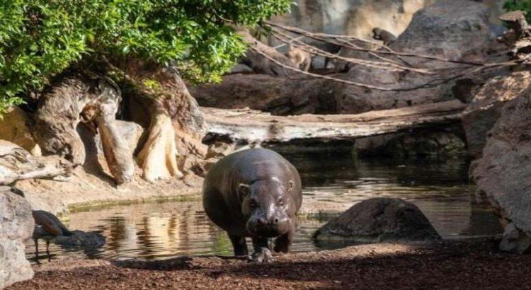 Ya hay fecha para reapertura del Zoológico de Tlaxcala a un año de su cierre