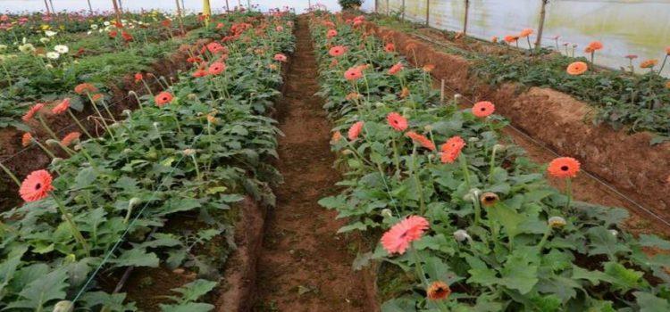 Floricultores del sur del Edomex perderán hasta 40% de su producción