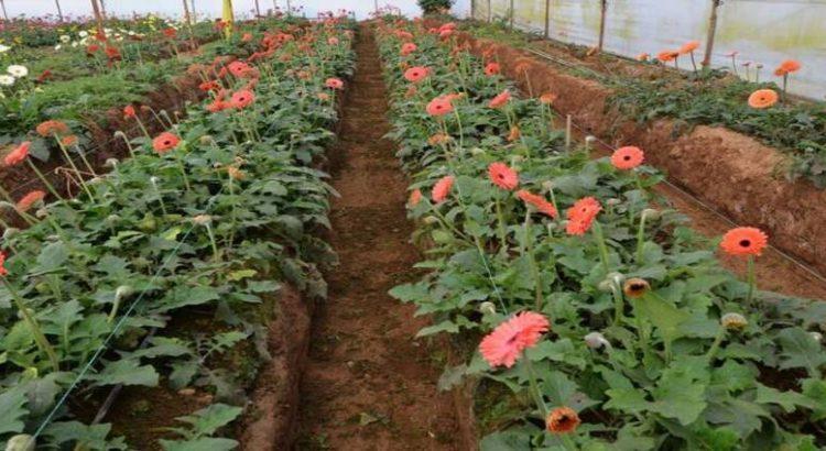 Floricultores del sur del Edomex perderán hasta 40% de su producción
