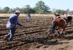 Productores de maíz preparan la tierra para sembrar maíz en Tlaxcala