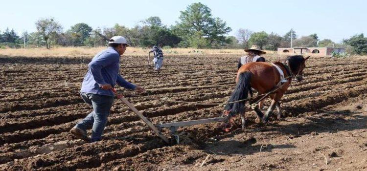 Productores de maíz preparan la tierra para sembrar maíz en Tlaxcala