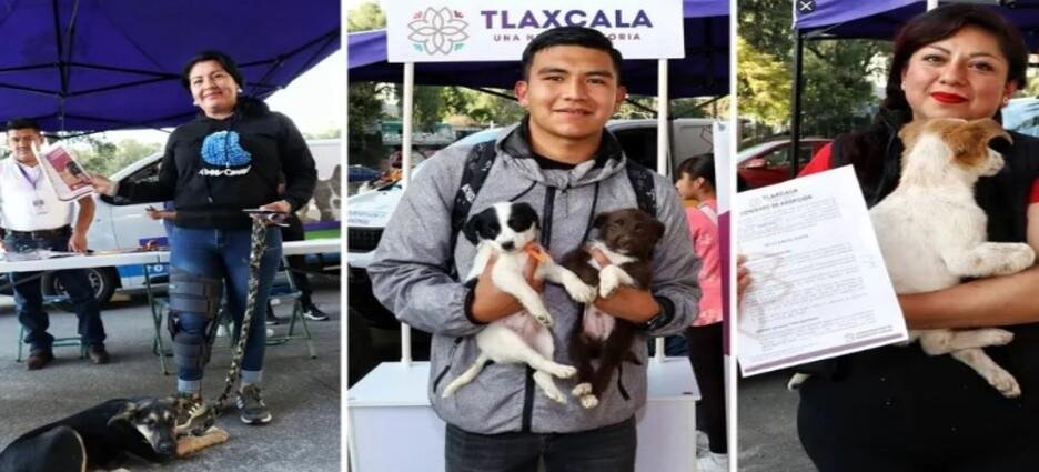 'Adogtame 2025' encontró hogar para 12 perritos en Tlaxcala