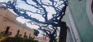 Poda de árboles urbanos es una práctica necesaria pero mal ejecutada en Tlaxcala