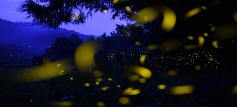 Nominan a Santuario de las luciérnagas al premio Lo Mejor de México 2025