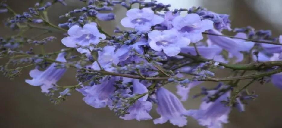 Comienza temporada de Jacarandas en Tlaxcala; florecen con la llegada de la primavera
