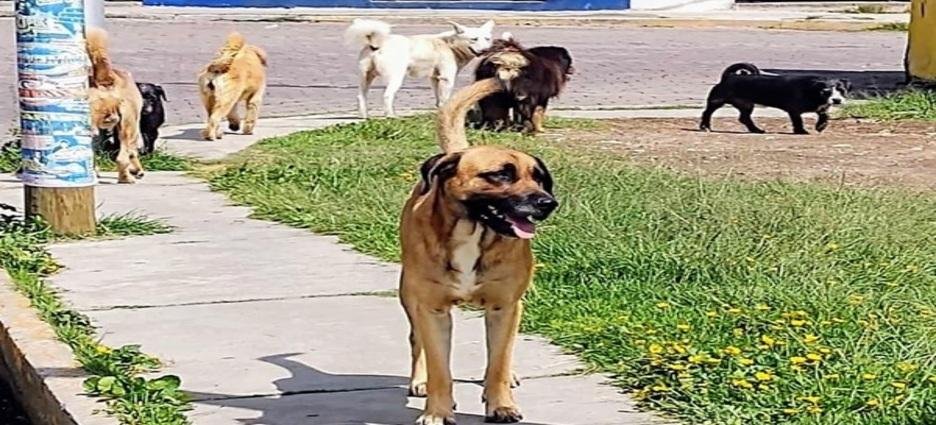 Ayuntamiento de Tlaxcala cuenta con 100 días hábiles para accionar planes contra abandono y maltrato animal