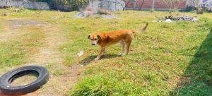 Agua para perros callejeros puede ser mortal durante calor extremo en Tlaxcala