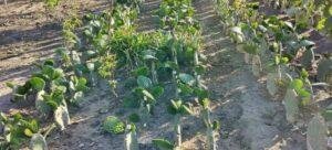 Atípica helada negra afecta a productores de durazno y amaranto en oriente de Tlaxcala