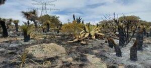 Daño ecológico tras el incendio en Atltzayanca es Inconmensurable