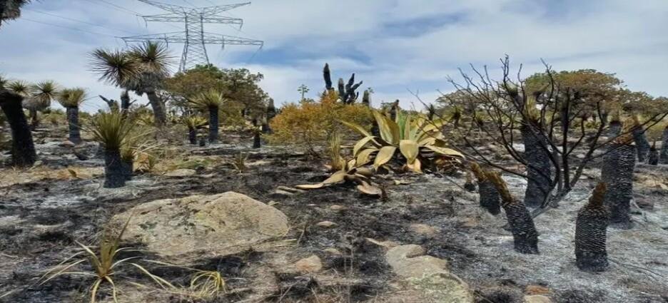 Daño ecológico tras el incendio en Atltzayanca es Inconmensurable