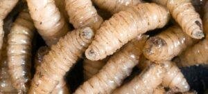 Sin reporte de casos de gusano barrenador en Tlaxcala