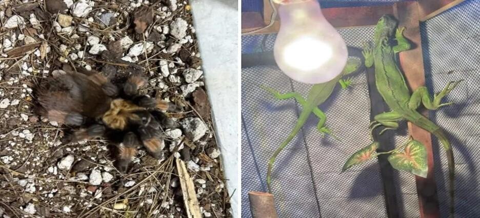 Aseguran 5 especies amenazadas que estaban a la venta en Apizaco