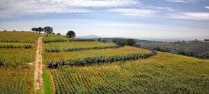Reconocen al metepantle de Tlaxcala como nuevo Patrimonio Agrícola Mundial