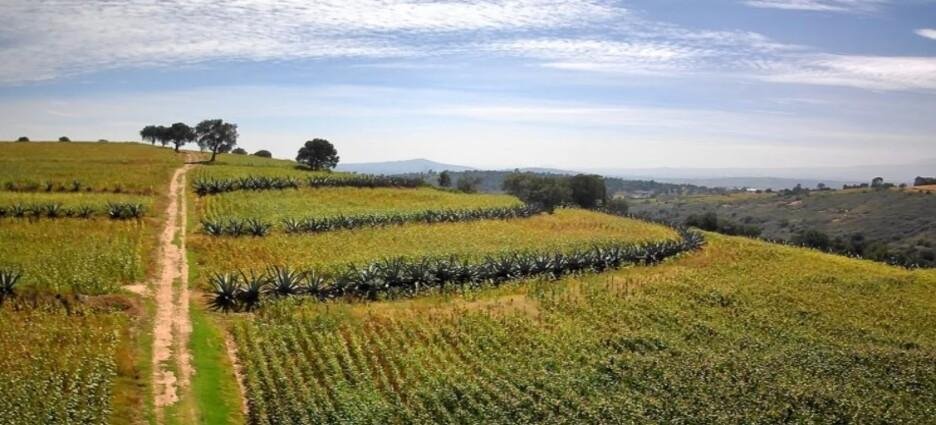 Reconocen al metepantle de Tlaxcala como nuevo Patrimonio Agrícola Mundial