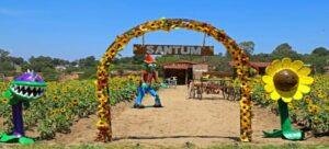 Santuario de girasoles 'Santum' en Tlaxcala
