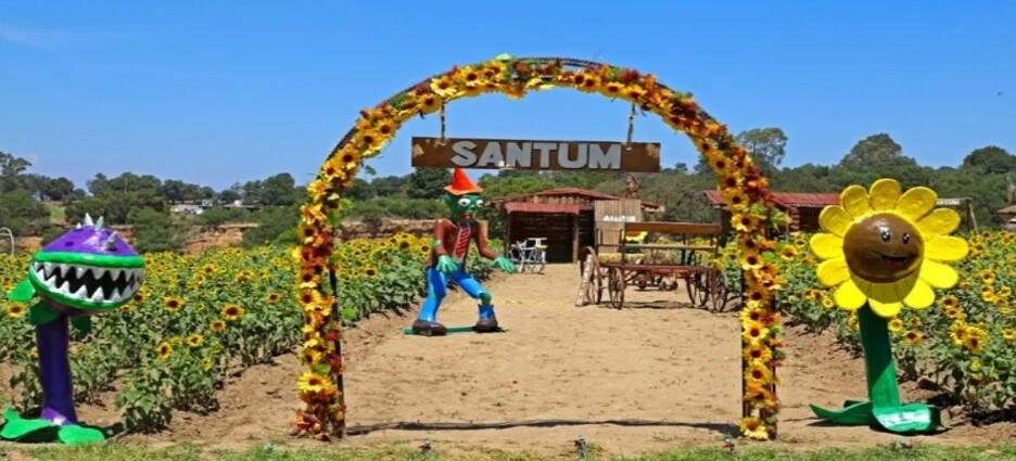 Santuario de girasoles 'Santum' en Tlaxcala