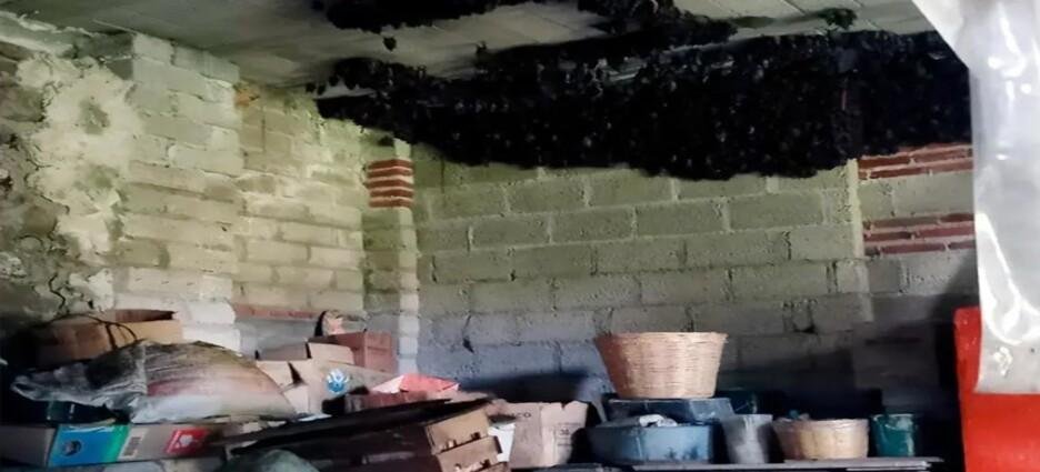 Profepa protege a 2,000 murciélagos en Tlaxcala