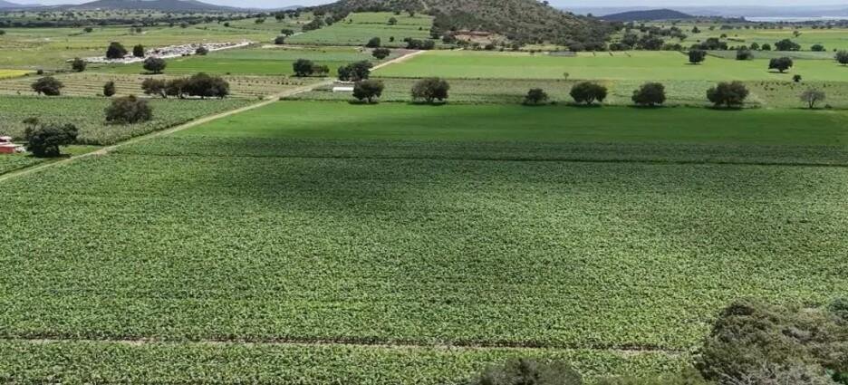 Sector del campo se ha visto afectado por exceso de lluvias en Tlaxco