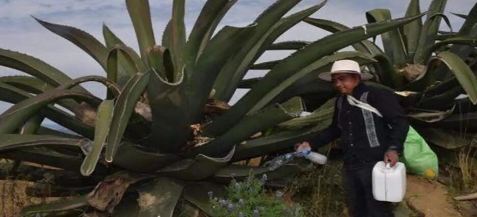 FAO reconoce al sistema del Metepantle de Tlaxcala como patrimonio agrícola mundial