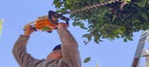 Rehabilitan Plaza Juárez con jornada de poda en Tlaxcala