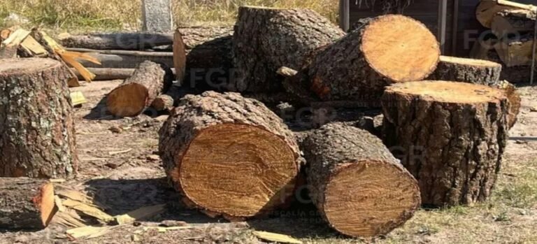 Aseguran más de una tonelada de madera Ilegal en Tlaxcala