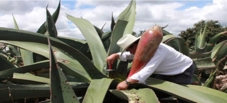 Buscan reconocer oficio de tlachiquero como Patrimonio Cultural Inmaterial en Tlaxcala