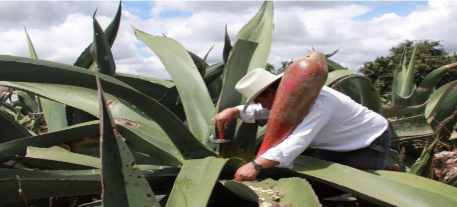 Buscan reconocer oficio de tlachiquero como Patrimonio Cultural Inmaterial en Tlaxcala