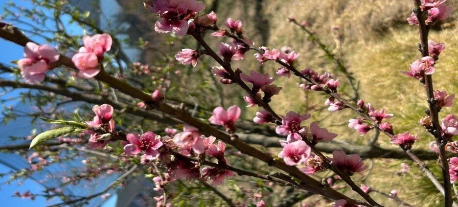 Secretaría de Impulso Agropecuario de Tlaxcala evalúa daños en huertas de durazno por bajas temperaturas