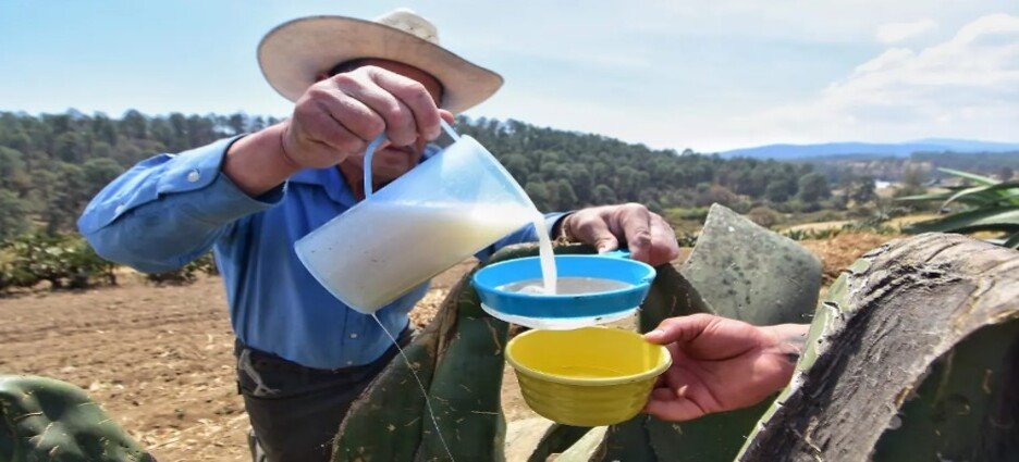 Pulque de Tlaxcala obtiene indicación geográfica