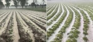 Granizadas dejan daños en viviendas y cultivos de Los Reyes de Juárez, Tepeaca y Cuapiaxtla