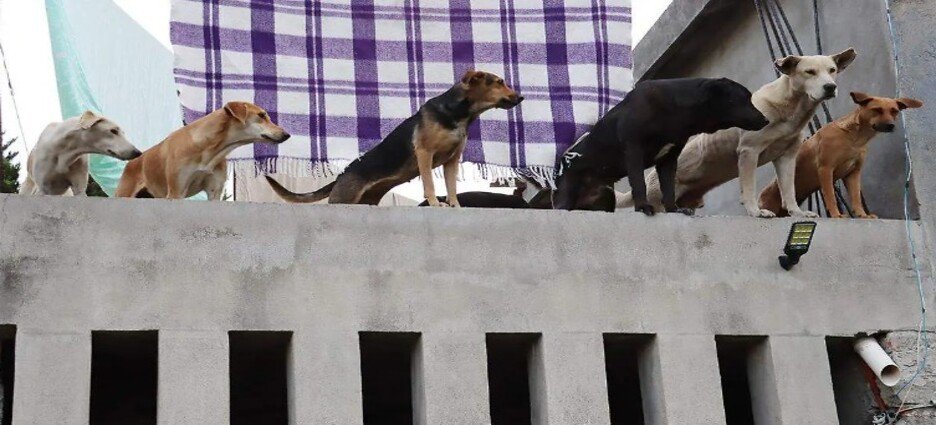 Incrementa maltrato animal en Tlaxcala
