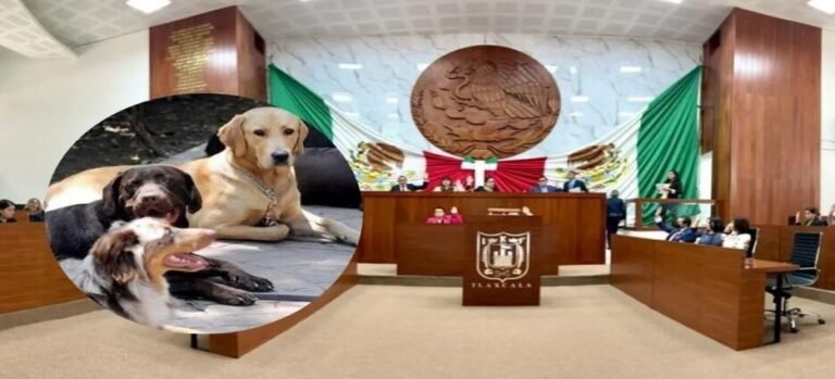 Solicitan a Congreso de Tlaxcala transparentar avances en protección animal