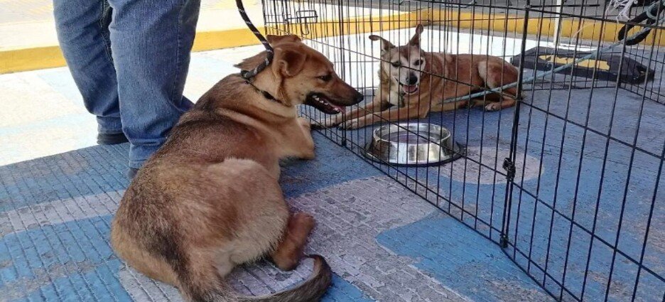 Regulan decisión de eutanasia para animales en Tlaxcala